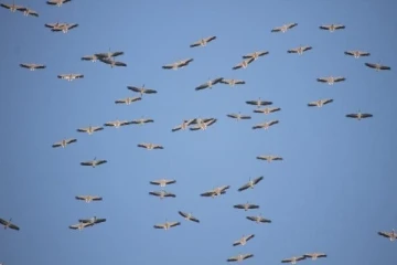 Kuşların Afrika'ya göçü Mersin üzerinden
