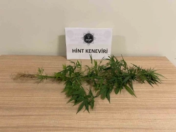 Kütahya’da bir evde Hint keneviri ele geçirildi
