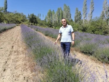 Kütahya’da kıraç araziler lavanta kokacak
