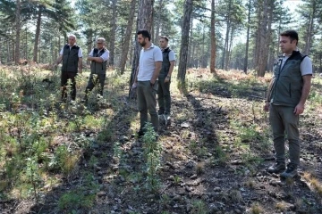 Kütahya’da orman bakım çalışmaları
