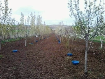 Kütahyalı meyve üreticilerine ’Bakla zınnı’ böceği zararlısıyla mücadele uyarısı
