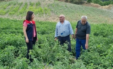 Kuyucak’ta proje kapsamında dağıtılan domates fideleri kontrol edildi
