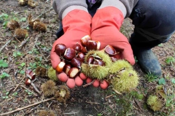 Lezzetiyle ünlü Erfelek kuzu kestanesinde hasat sürüyor
