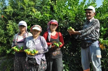 Lime cinsi limonda hasat başladı: Kilosu 50 lira
