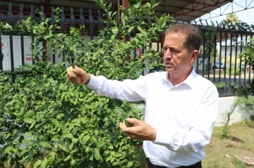 Limonda hasat başlamadan kaçak kesim ve ihraç başladı
