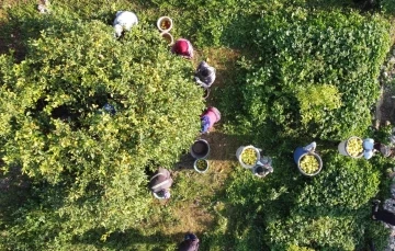 Limonun başkentinde ’yoğun hasat’ dönemi: Vali makası eline aldı, kestiği limonları küfeyle taşıdı
