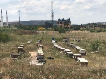 Mahallede ortasına konulan onlarca arı kovanı görenleri şaşırttı
