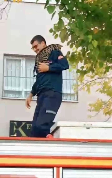 Mahsur kalan kedi, itfaiye erinin omzunda aşağı indi
