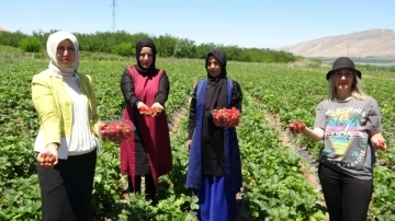 Malatya’da çilek ’kadın elinde’ yetişiyor
