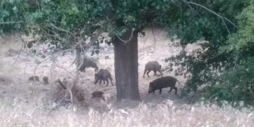 Malatya’da domuz sürüleri görüntülendi
