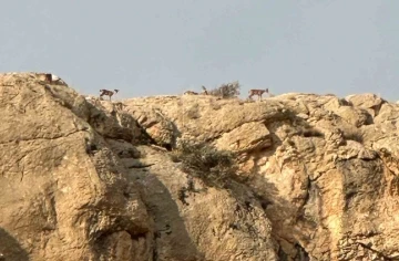 Malatya’da yaban keçileri görüntülendi
