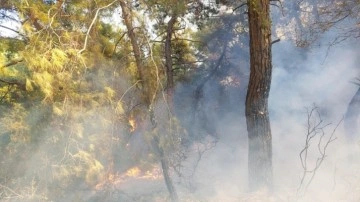 Manavgat'ta orman yangını çıktı