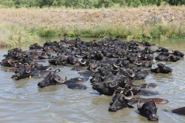 Mandaların göl içindeki keyifli hali Afrika belgesellerini aratmadı
