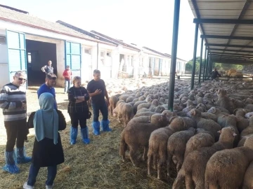 Manisa Büyükşehir damızlık koç desteğine hazırlanıyor
