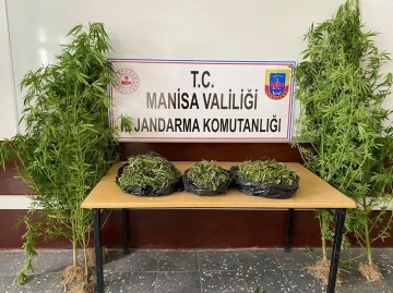 Manisa’da 1983 kök kenevir bitkisi ele geçirildi
