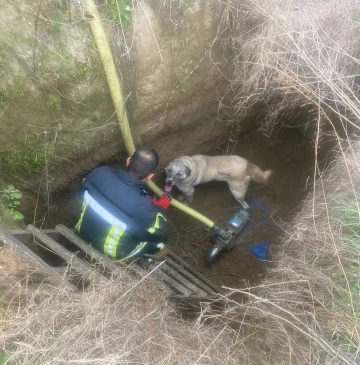 Manisa’da havuza düşen köpeğin yardımına itfaiye koştu
