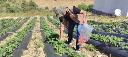 Manisa’da üreticilere yasaklı madde uyarısı
