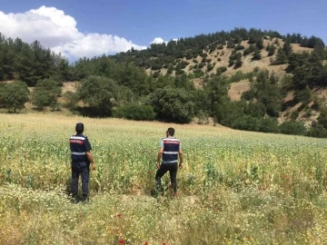 Manisa’da yasa dışı ekilen 280 bin kök haşhaş bitkisi ele geçirildi
