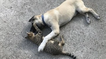 Manisa'da 15 kedi ile 1 köpek zehirle öldürüldü: Soruşturma başlatıldı