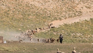 Maraş dondurmasına süt üretiyorlar
