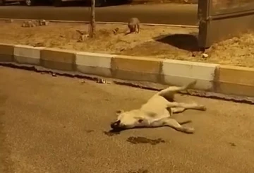 Mardin’de sokak köpekleri başka bir köpeği telef etti
