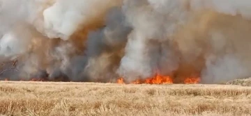 Mardin’deki yangınlarda bin 700 dönümün üzerinde buğday tarlası küle döndü
