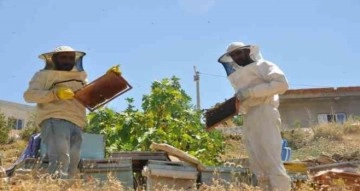 Mardin’de doğal güzelliğiyle bilinen Gurs Vadisi’nde bal hasadı başladı