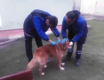 Menteşe Belediyesi ekipleri kayalıklarda mahsur kalan köpeği kurtardı
