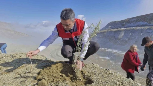 Meralara tuz çalısı fidesi dikimi yapıldı
