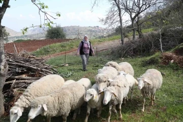 Merkezefendi’de küçükbaş hayvan desteği kayıtları başlıyor
