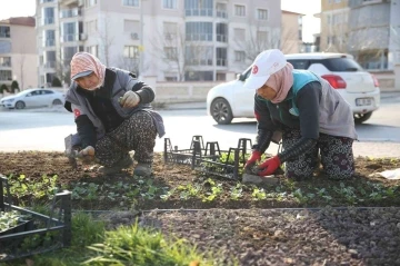 Merkezefendi mevsimlik çiçek dikimiyle renkleniyor
