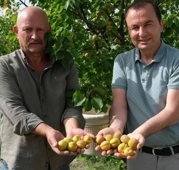 Mersin’de sofralık kayısı hasadı başladı
