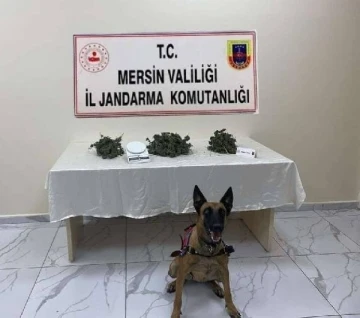 Mersin'de yasa dışı kenevir ekimine 3 gözaltı 