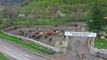 Mesudiye’ye Hayvan Organize İhtisas Bölgesi müjdesi
