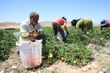 Mevsimlik işçilerin sıcak altına ekmek mücadelesi
