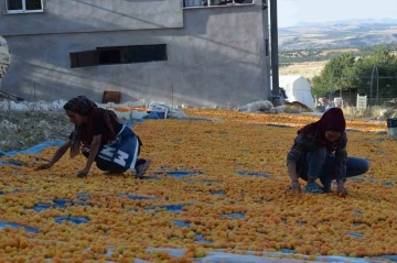 Mevsimlik tarım işçilerinin zorlu kayısı mesaisi
