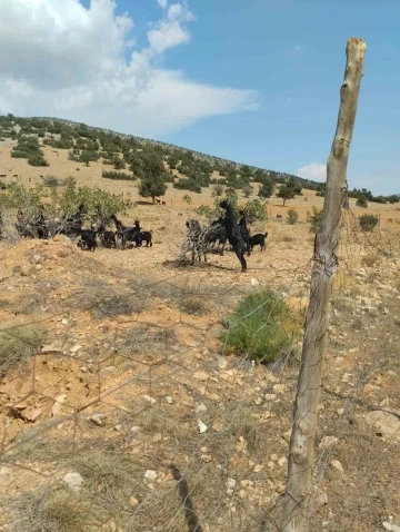 Meyveli Antep fıstığı fidanları keçilere yem oldu
