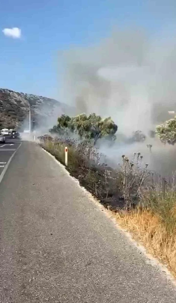 Milas-Bodrum karayolunda zeytinlik yangını
