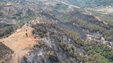 Milas’ta alevler yüzyıllık mirası yuttu; zeytinlikler kül oldu, gözyaşları sel
