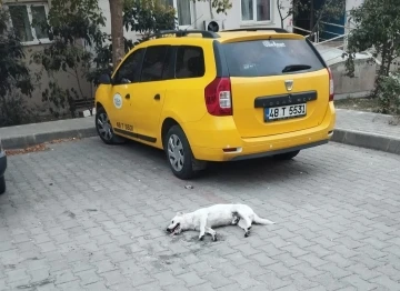 Milas’ta köpeğin zehirlendiği iddiası
