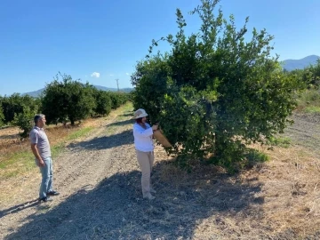 Muğla İl Tarım, ağaç ölümlerine neden olan bakteriye karşı önlem alıyor
