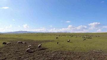 Muş, bölgenin hayvancılık merkezi haline geliyor
