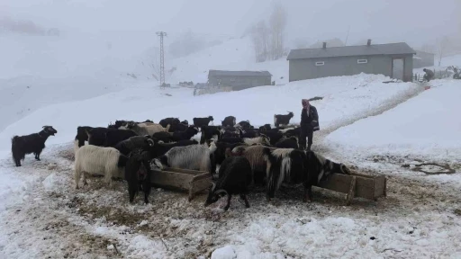 Muş’ta besiciler karla mücadeleye devam ediyor
