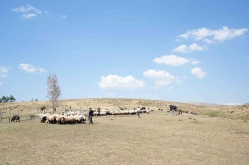 Muş’ta güneşten önce uyanan kadınların zorlu yayla mesaisi devam ediyor
