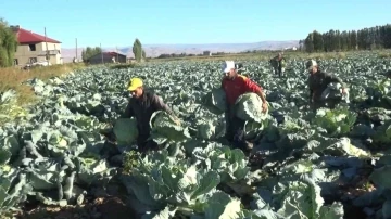 Muş’ta lahana hasadına başlandı
