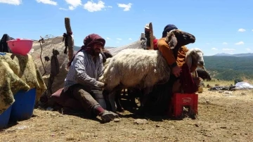 Muş’taki yaylalarda konaklayan göçerlerin süt mesaisi
