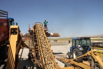 Muş’un Malazgirt ilçesinde pancar alım kampanyası başladı
