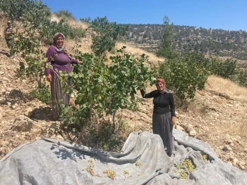 Mut’ta Antep fıstığı hasadı başladı
