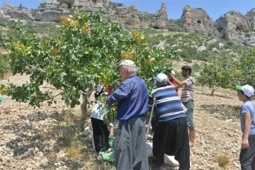 Mut’ta fıstık hasadı başladı
