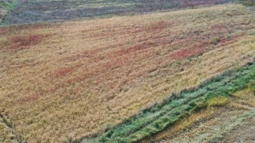 Nallıhan ‘da çeltik hasadı başladı
